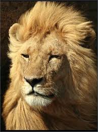 images (21)