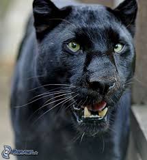 images (22)
