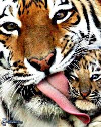 images (6)